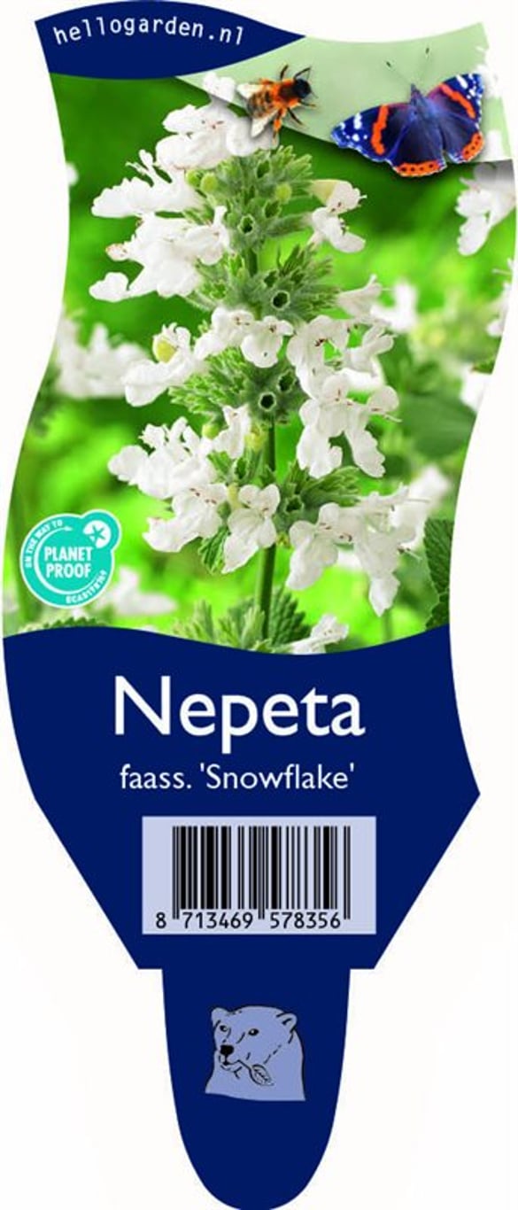 Nepeta faassenii 'Snowflake' - P11